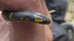 Atractus crassicaudatus