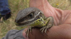 Stenocercus trachycephalus