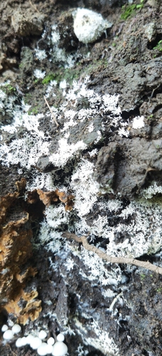 Ceratiomyxa fruticulosa image