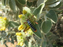 Poecilimon cretensis