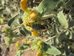 Poecilimon cretensis