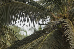 Halcyon senegalensis