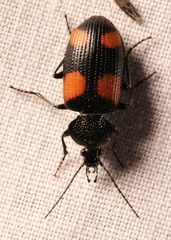 Panagaeus crucigerus