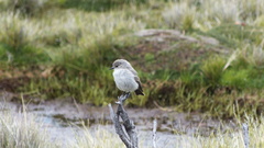Muscisaxicola cinereus