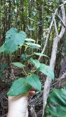 Ipomoea repanda