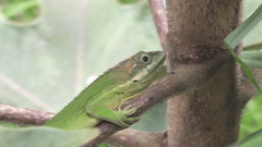 Anolis heterodermus