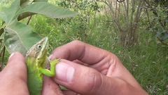 Anolis heterodermus