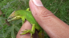 Anolis heterodermus