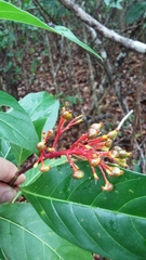 Palicourea croceoides