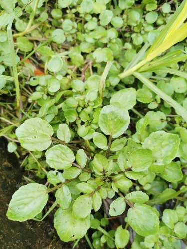 Nasturtium microphyllum iNat (2)