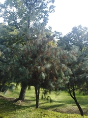 Pinus maximartinezii