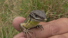 Stenocercus trachycephalus