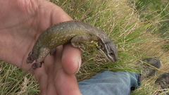 Stenocercus trachycephalus