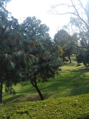 Pinus maximartinezii