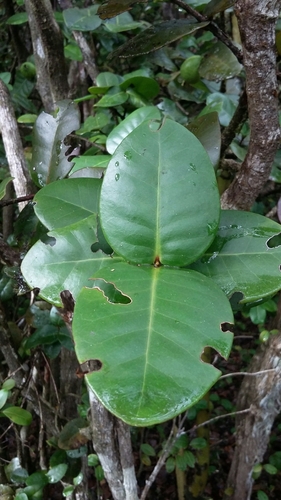 Psidium amplexicaule
