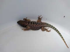 Sceloporus dugesii