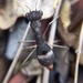 Myrmecomantis atra - Photo (c) QuestaGame, some rights reserved (CC BY-NC-ND), uploaded by QuestaGame