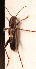 Xylotrechus sagittatus