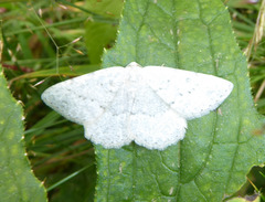 Gnophini