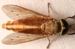 Tabanus acutus