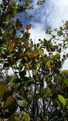 Myrcia citrifolia