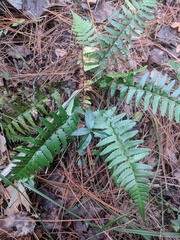 Dryopteris ludoviciana