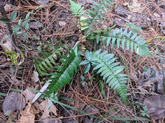 Dryopteris ludoviciana