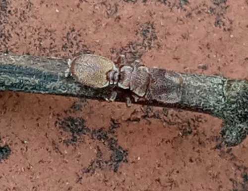 Cephalotes pileiniCephalotes pileini