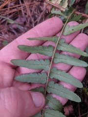 Dryopteris ludoviciana