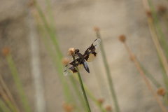 Palpopleura