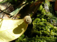 Xerotricha conspurcata