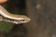 Horsehead Ground Skink photo 4
