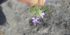 Glandularia