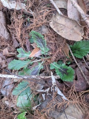Salvia lyrata