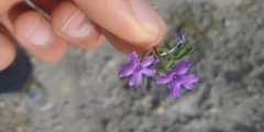 Glandularia