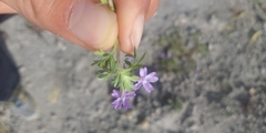 Glandularia