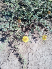 Prosopis strombulifera