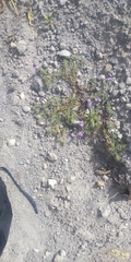 Glandularia