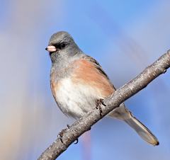 Junco hyemalis mearnsi