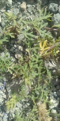Glandularia