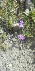 Glandularia
