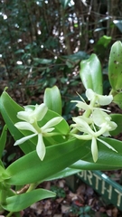 Epidendrum boricuarum