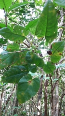 Ipomoea repanda