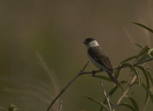 Pearly-bellied Seedeater (Sporophila pileata), photo 4