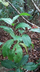 Palicourea croceoides