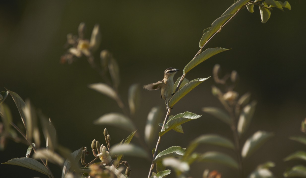 Sharp-tailed Grass Tyrant (Culicivora caudacuta), photo 4