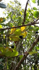Myrcia citrifolia