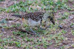 Trachyphonus darnaudii