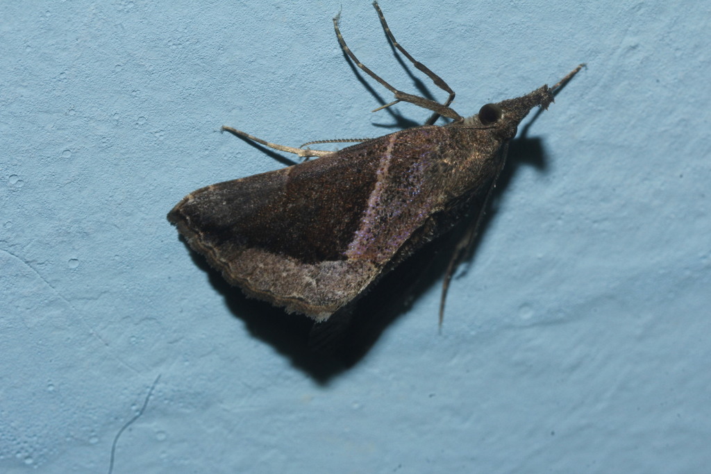 Cutworm moth