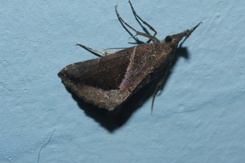 Cutworm moth